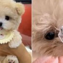 펫샵 이미지
