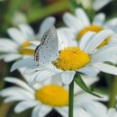 모둘자리 이미지