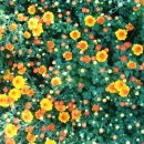 시창작 입문 이미지