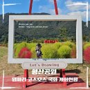 황산공원 댑싸리, 코스모스, 국화 개화 + 주차정보, 애견동반가능