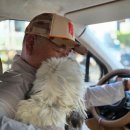 펫사랑 콜 이미지