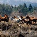 태영목장2 이미지