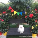 애견스토리 이미지