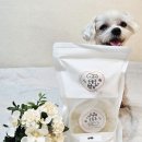 오늘도멍냥 이미지