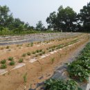 승용 농장 이미지