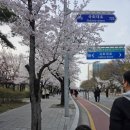 곰모터스 | 윤중로 국회 주변 산책 &amp; MINI x 밸리곰 팝업 후기 🌸