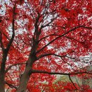 상업용 58 | 🍁 58년 만에 열린 숲, 서울대 안양수목원 단풍길 산책 후기 🌿