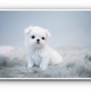 스타일독앤캣 강아지고양이 부천본점 이미지