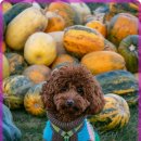 잠실베스트동물메디컬센터 이미지