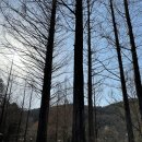 서구-01-91 | [休息] 메타세콰이아 숲 한가운데서 캠핑 : 대전 장태산 자연휴양림 야영장