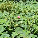 연꽃펜션 이미지