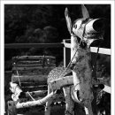 달구지사랑 이미지