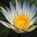 다우벤 수련(Dauben Water Lily) 이미지