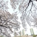 (주)호수 | 잠실 석촌호수 벚꽃축제 4월 첫째주 기준 후기(만개, 혼잡도, 꿀팁)
