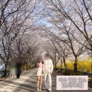개화 경로당 | 전남 여수 벚꽃 명소 &#34;승월마을&#34; 숨겨진 벚꽃 맛집 실시간 개화상황 나들이/데이트 추천!