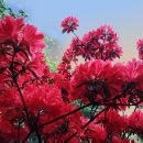 흥륜사 - 1429 | 흥륜사