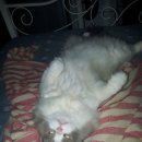 한스동물병원 이미지