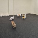 우다다 펫택시 이미지