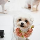 딸기펫살롱 이미지