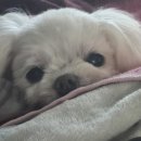 다정하고 맛있개 | 8월 월말정산 | 1편 퇴사는 못했고 머리는 볶았고 맛집을 많이 갔음