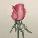 기초 보태니컬아트 이미지