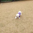 핑크애견 이미지