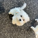 퍼스트 독 스쿨 이미지