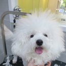 메모리펫살롱 이미지