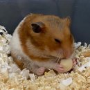 제주 골든햄스터 분양 볼주머니 | 햄스터 분양후기 및 용품소개 햄스터 키우는 꿀팁