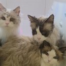 폴인캣츠 이미지