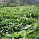 고은농장 이미지