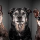 강아지이야기 이미지