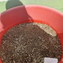 봄동 | 옥상 텃밭에 늦게 심은 봄동 기록 (초겨울 봄동심기 후기)