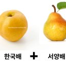 천안아산레미콘사업협동조합 | 그린시스 배, 이영자도 반한 초록색 배의 정체 | 아산원예농협 치유농업자원16