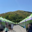 백연골발효차 이미지