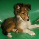 루비애견 이미지