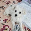 지에스25 고봉로장고개점 이미지