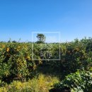 표선리-5 이미지