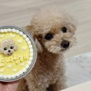 멍멍이츠 | 광명 강아지 케이크ㅣ수제간식 &#39;멍멍이츠&#39;에서!!
