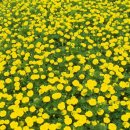 천본 Daum카페