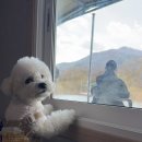 베스애견 이미지