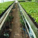 성목목장 이미지