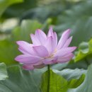 아라곤충 이미지