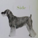 강아지 정거장 이미지