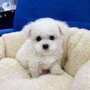 몽글몽글 이미지