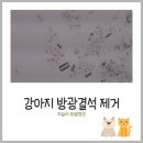 하슬라동물병원 이미지