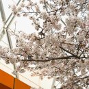 홍대 레드로드 | 홍대 경의선숲길 아이랑 놀거리 레드로드 벚꽃 구경 산책 갈만한곳