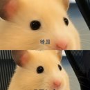 룰루랄라 이미지