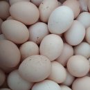 예지영농조합법인 - 642 | 예지영농조합법인