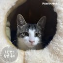 몽이스토리 | 포인핸드 입양후기[❤️입양후기❤️] 1986.몽이